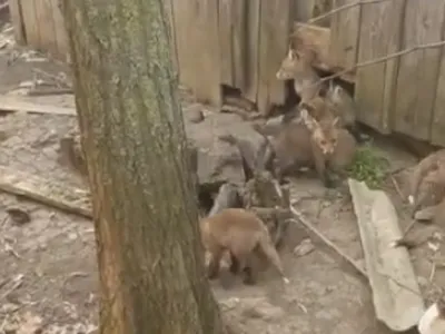 12 vulpi au fost găsite într-o casă părăsită din judeţul Botoşani. Captură TVR