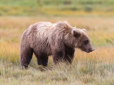 Urși - Foto: Freepik