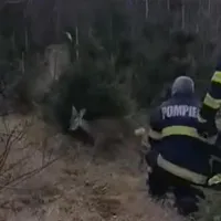 „Bambi”, salvat de pompierii din Petroșani. Puiul de căprioară a căzut într-un pârâu. / Foto: captura video