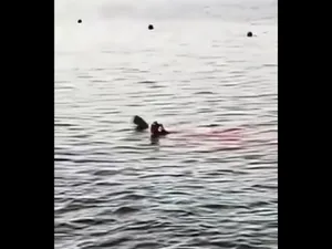 O turistă care făcea snorkeling, atacată mortal de un rechin în apropiere de Hurghada. / Foto: captură video