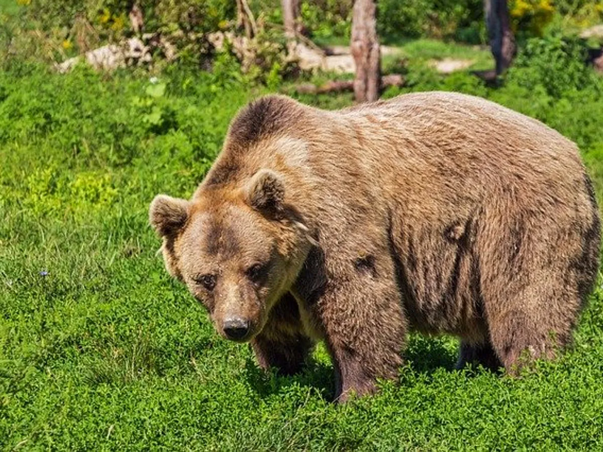 Tanczos Urşii agresivi care atacă pe teritoriul localităţilor să poată fi tranchilizaţi şi relocaţi/FOTO: Pixabay