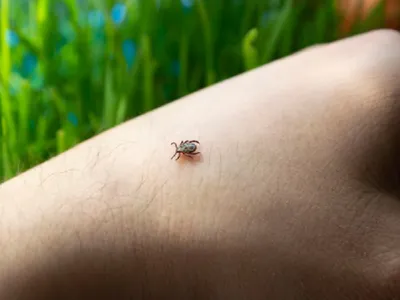 Căpușă - Foto: Freepik (rol ilustrativ)