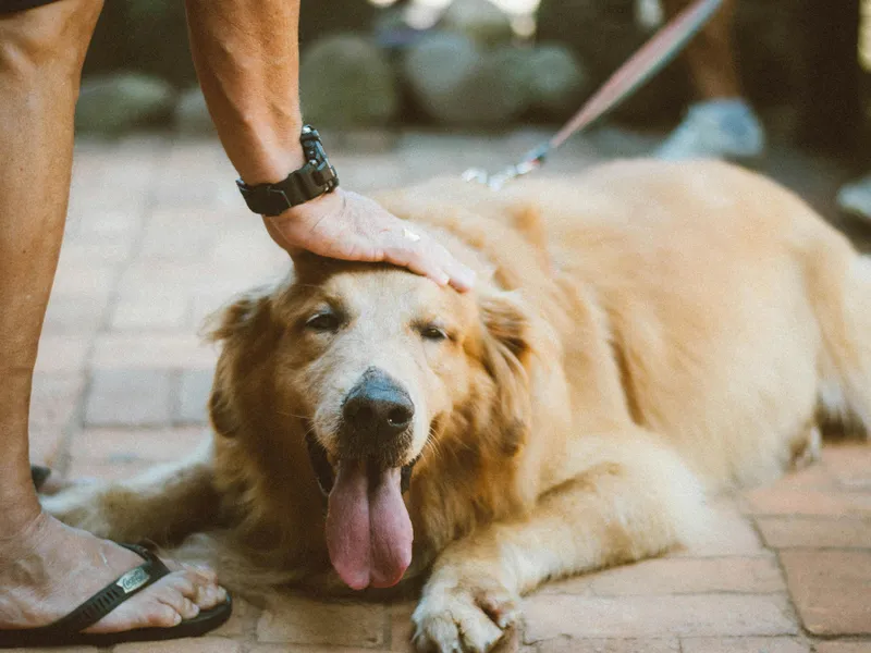 A apărut un țânțar care pot infecta oamenii și câinii cu o boală. Afectează ficatul și măduva osoasă Foto: Pexels (fotografie cu caracter ilustrativ)