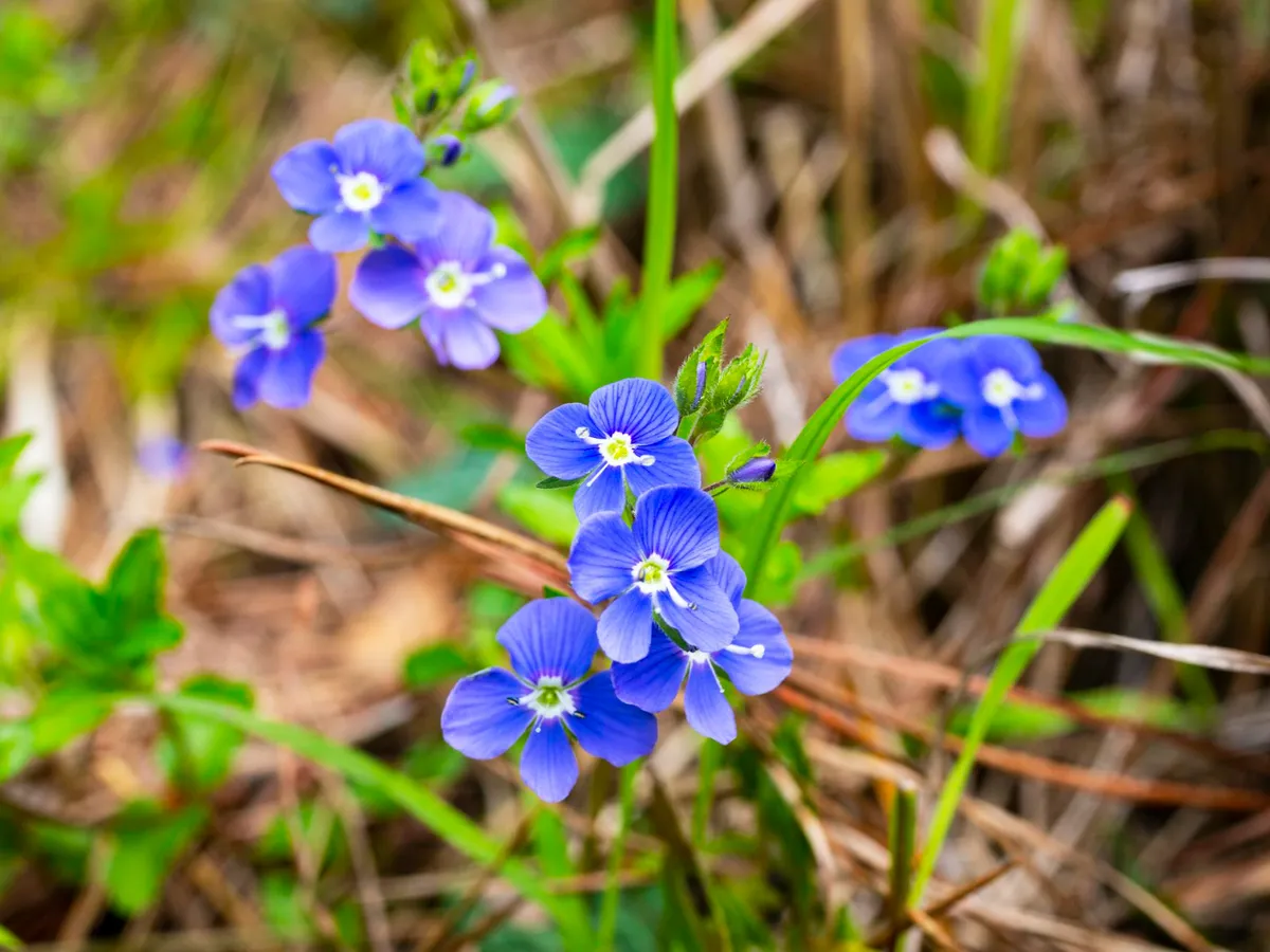 Ventrilica - Foto: Freepik (Imagine cu rol ilustrativ)