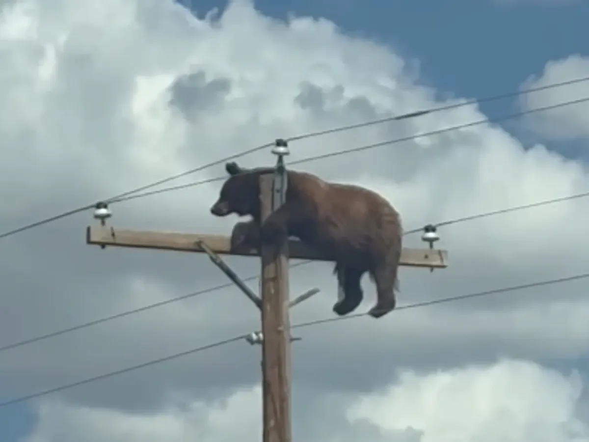 VIDEO Imagini incredibile: un urs a rămas blocat în vârful unui stâlp de 10 metri. Ce s-a întâmplat apoi