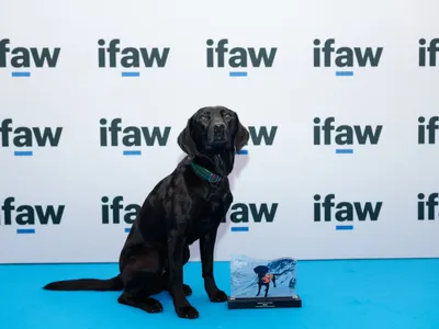 Labradorul desemnat „animalul anului” - Foto: IFAW