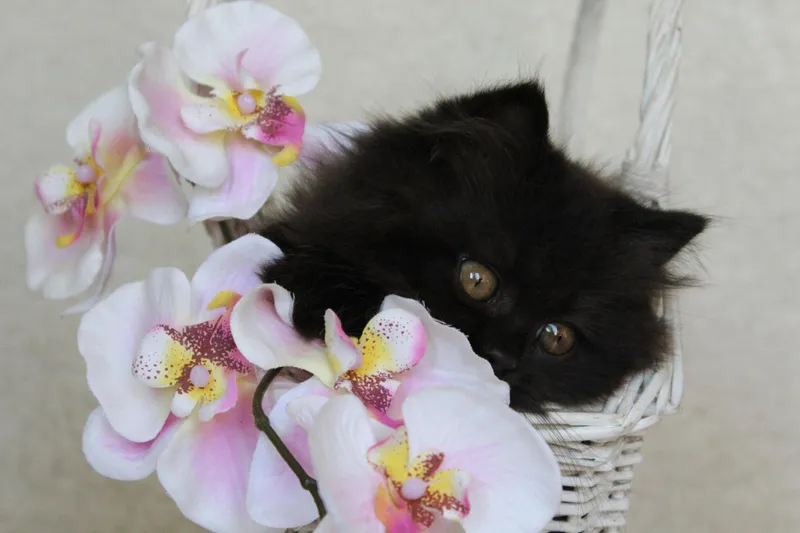 Pisică l&acirc;ngă orhidee - Foto: Freepik (Imagine cu rol ilustrativ)
