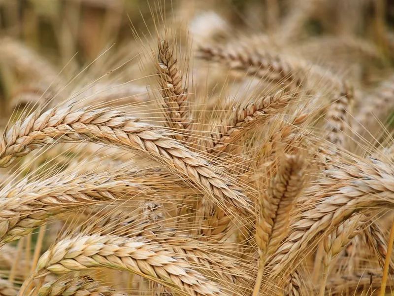 Forțele ruse au furat 400.000 de tone de cereale, dar și utilaje agricole din Ucraina/foto: pexels