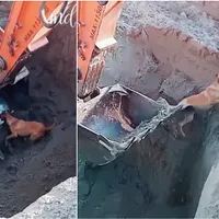 VIDEO Momentul emoționant în care un biet câine este salvat de o macara, dintr-o groapă adâncă - FOTO: Captura Facebook video(imagine cu rol ilustrativ)
