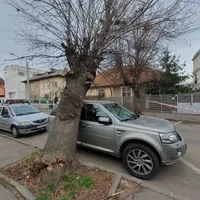 Copac căzut din senin pe o mașină în Sectorul 1 al Capitalei Foto: Newsweek Romania