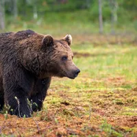 Locuitorii de lângă București, avertizați prin RO-Alert privind prezența unui urs în zonă - Foto: Profimedia Images/ Imagine cu caracter ilustrativ