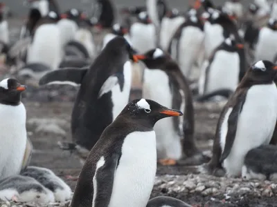 Grup de pinguini - Foto: Pexels (cu rol ilustrativ)