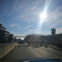 Lux și opulență, în Pipera – Voluntari: Vacile se plimbă în voie pe bulevard. / Foto: Facebook
