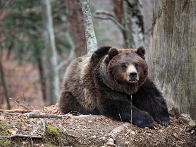 Un cioban a fost atacat de urs. A fost rănit la picior. Victima, transportată la spital - Foto: Profimedia Images (Imagine cu rol ilustrativ)