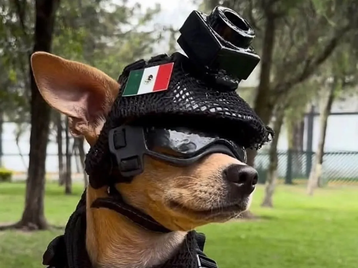chihuahua Comando
