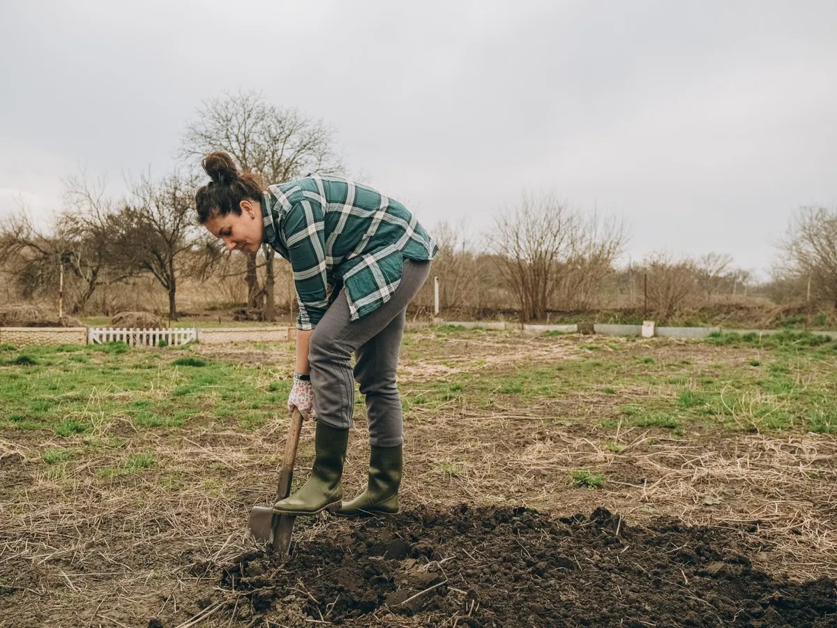 Ce legume rădăcinoase devin mai dulci după primul îngheț. Lasă un strat de frunze căzute deasupra lor