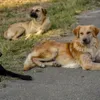 Câini fără stăpân - Foto: Freepik