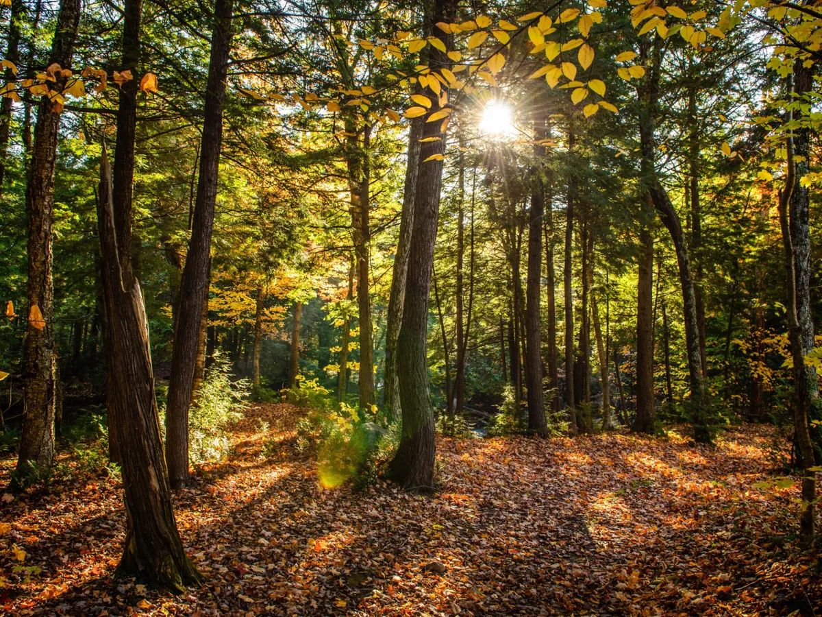 pădure Foto: Freepik (rol ilustrativ)