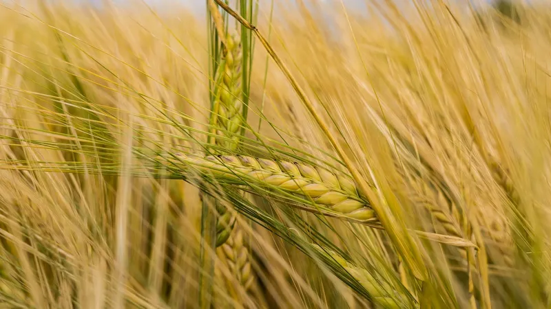 Cereale (imagine cu caracter ilustrativ) - Foto: pexels.com/Felix Mittermeier