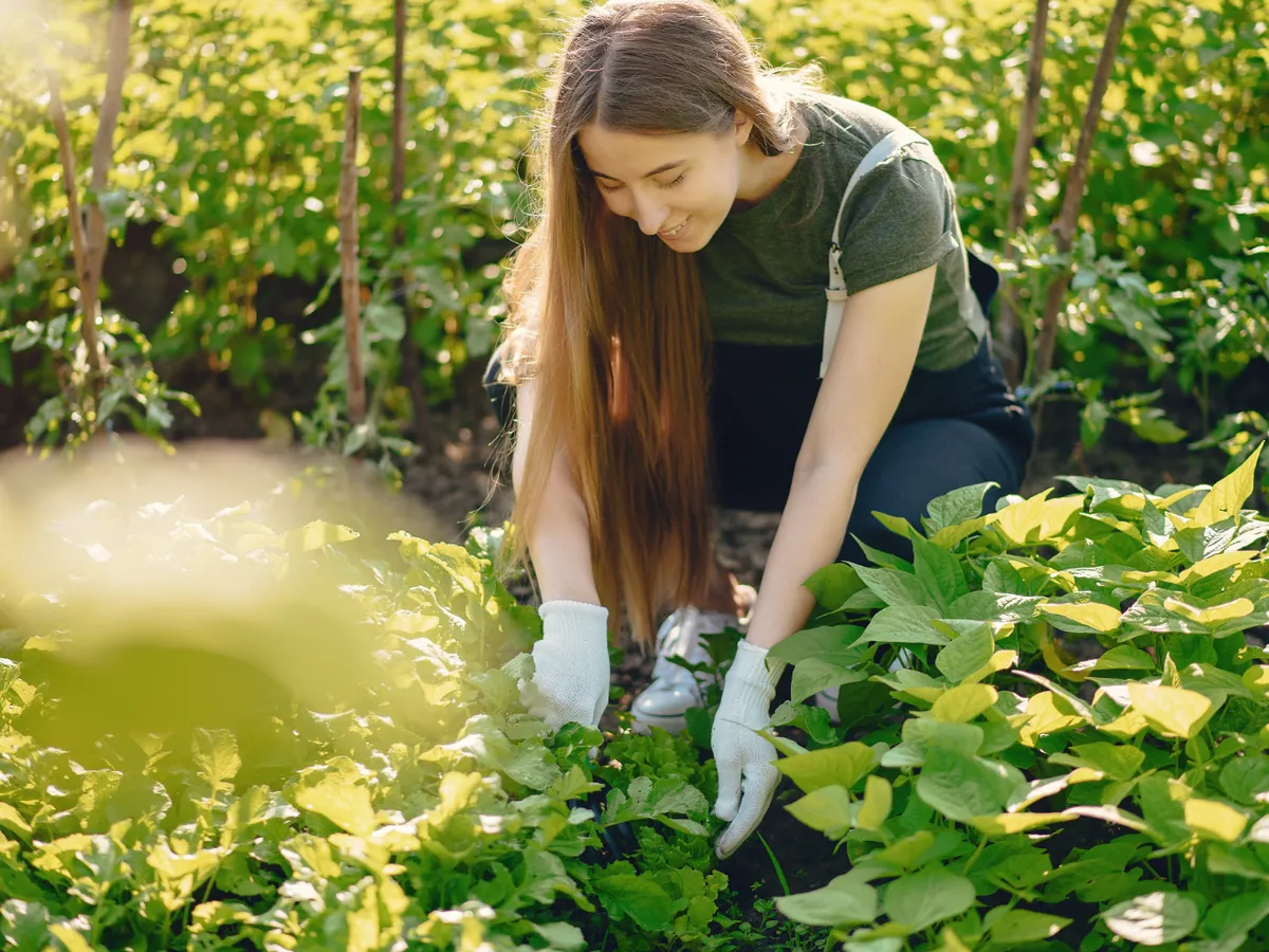Ce să adaugi în groapă înainte de a planta roșiile? Trebuie călite patru zile înainte de plantare