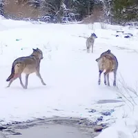 VIDEO Haită de lupi surprinsă în Parcul Natural Apuseni. Au luat-o la fugă când au observat camerele - Foto: Parcul Natural Apuseni/ Facebook