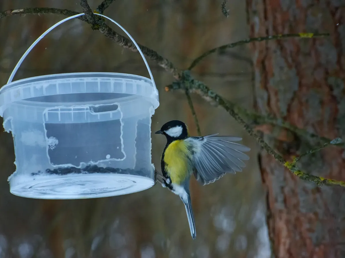 Pasăre care zboară la un vas cu apă - Foto: Freepik (Imagine cu rol ilustrativ)
