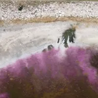 Lacul Techirghiol a devenit roz și miroase îngrozitor. Explicațiile specialiștilor - Foto: captură video