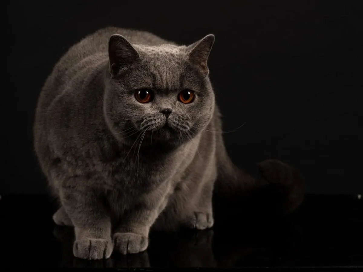 O pisică din România a fost desemnată cea mai frumoasă din Europa. Cum arată Kira Kiralina?