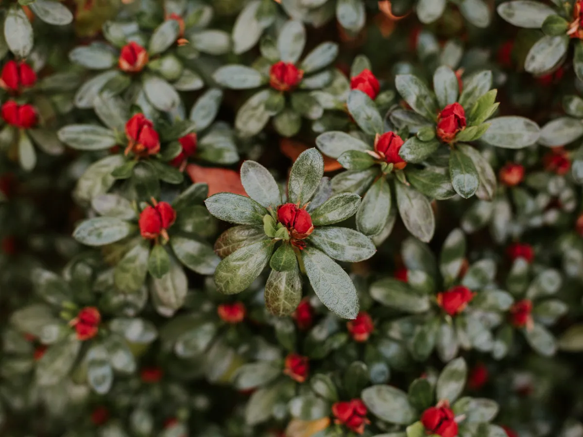 Ce să plantezi în aprilie pentru a face grădina luxuriantă în toamnă? Nu au nevoie de îngrijire și cresc rapid