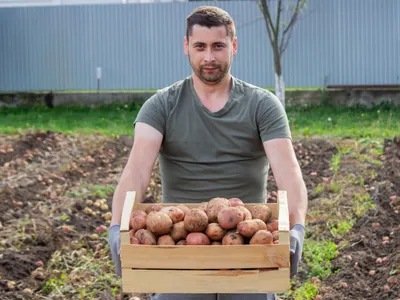 Când poți planta cartofii în grădină primăvara? Ai grijă la temperatura solului. Vezi cum poți germina  Foto: Freepik (Imagine cu rol ilustrativ)