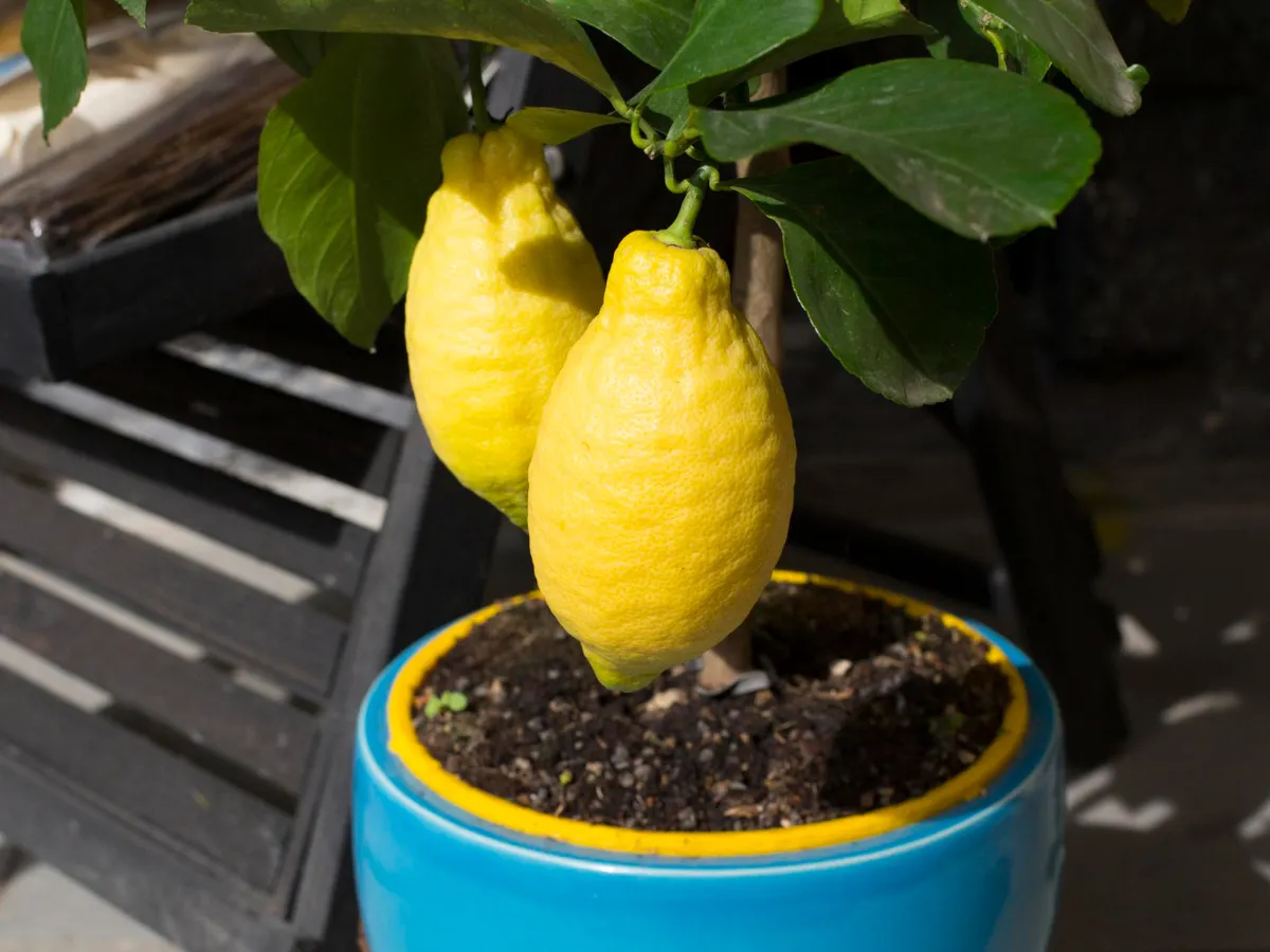 Lămâi la ghiveci - Foto: Freepik (Imagine cu rol ilustrativ)