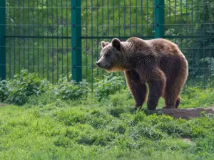 Un urs, semnalat în comuna Cetatea de Baltă-Alba; locuitorii au fost avertizaţi cu mesaje Ro-Alert Inquam Photos / Ovidiu Iordachi