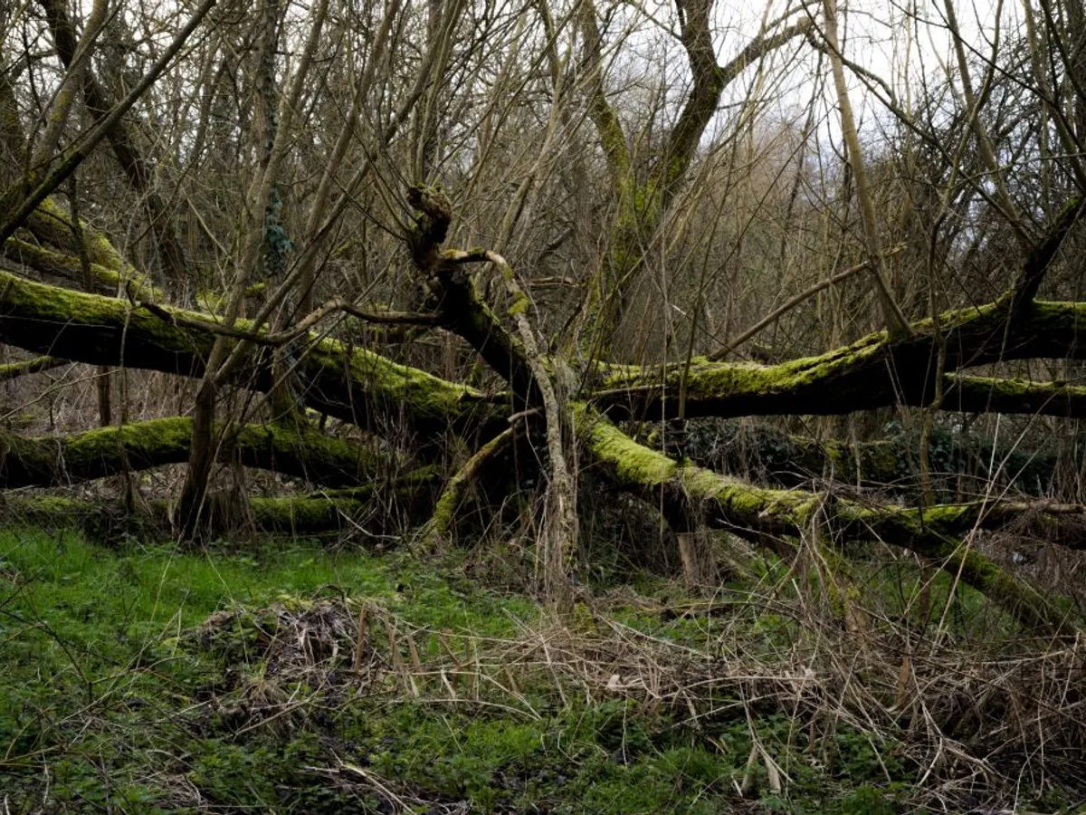 Arbori doborâţi de vijelie, în parc - Foto: Freepik/wirestock