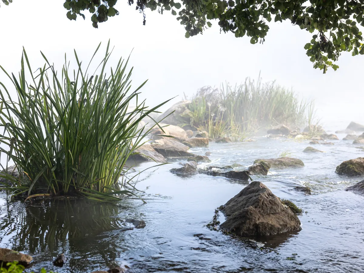 Arată ca niște simple bălți de apă, dar de fiecare dată când plouă, activează un ecosistem preistoric. Ce sunt