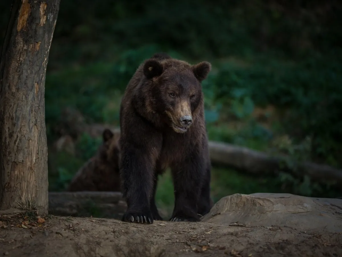 Urs - Foto: Profimedia