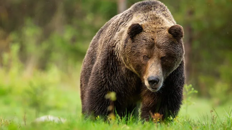Cosmarul unui bărbat rămas orb după ce un urs l-a mușcat de față: „Ultima imagine mă bântuie și azi” - Foto: Profimedia images - Caracter ilustrativ