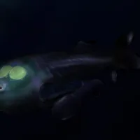 Peștele Barreleye - Foto: Profimedia Images