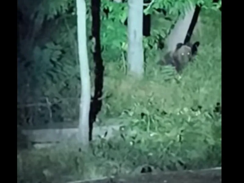 Un urs, plictisit de stat în pădure, a ajuns pe străzile din Ploiești. A fost dat RO-Alert - Foto: captură video