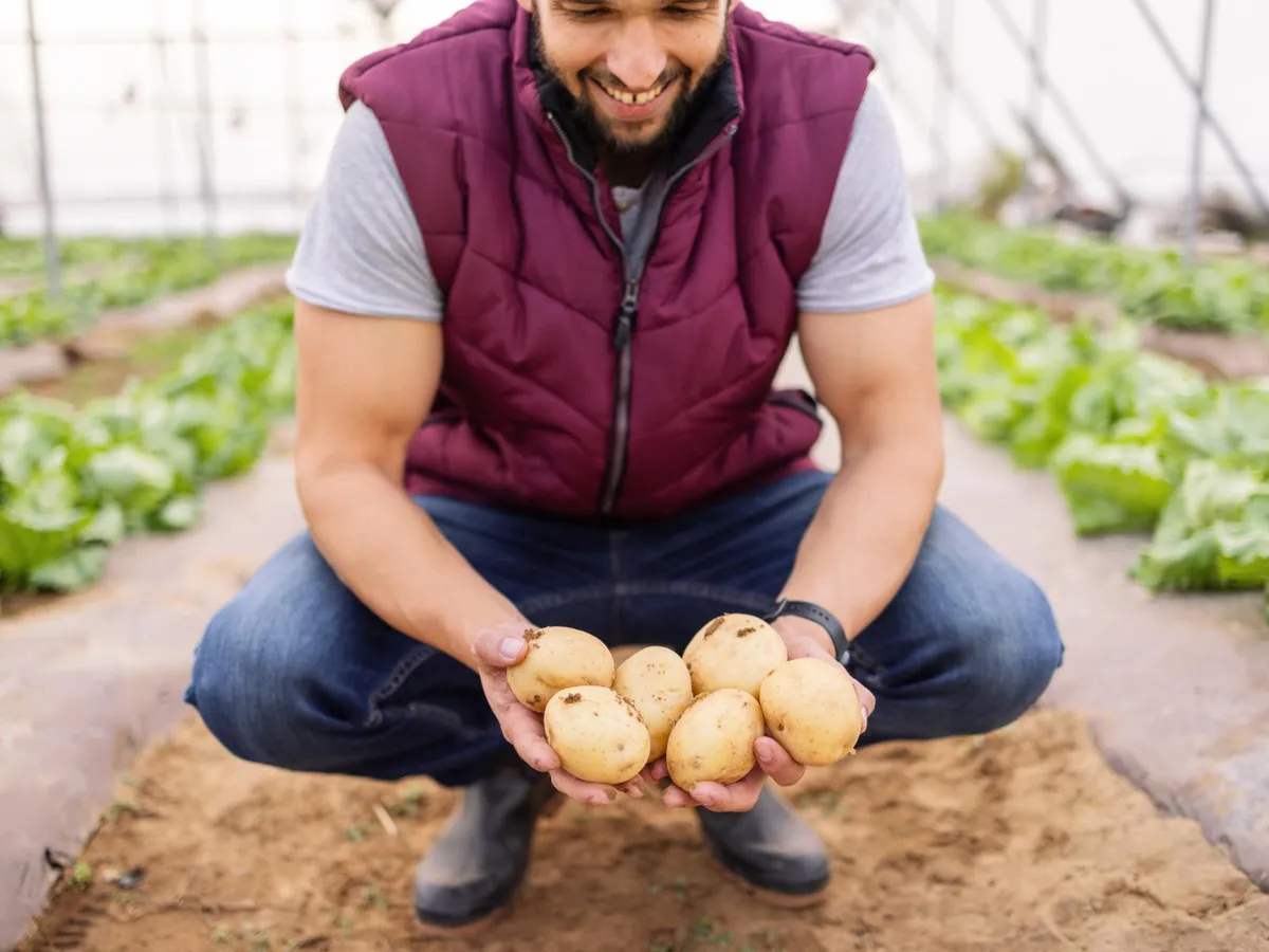 Cum să pregătești cartofii de sămânță în februarie. Primele răsaduri vor apărea în martie