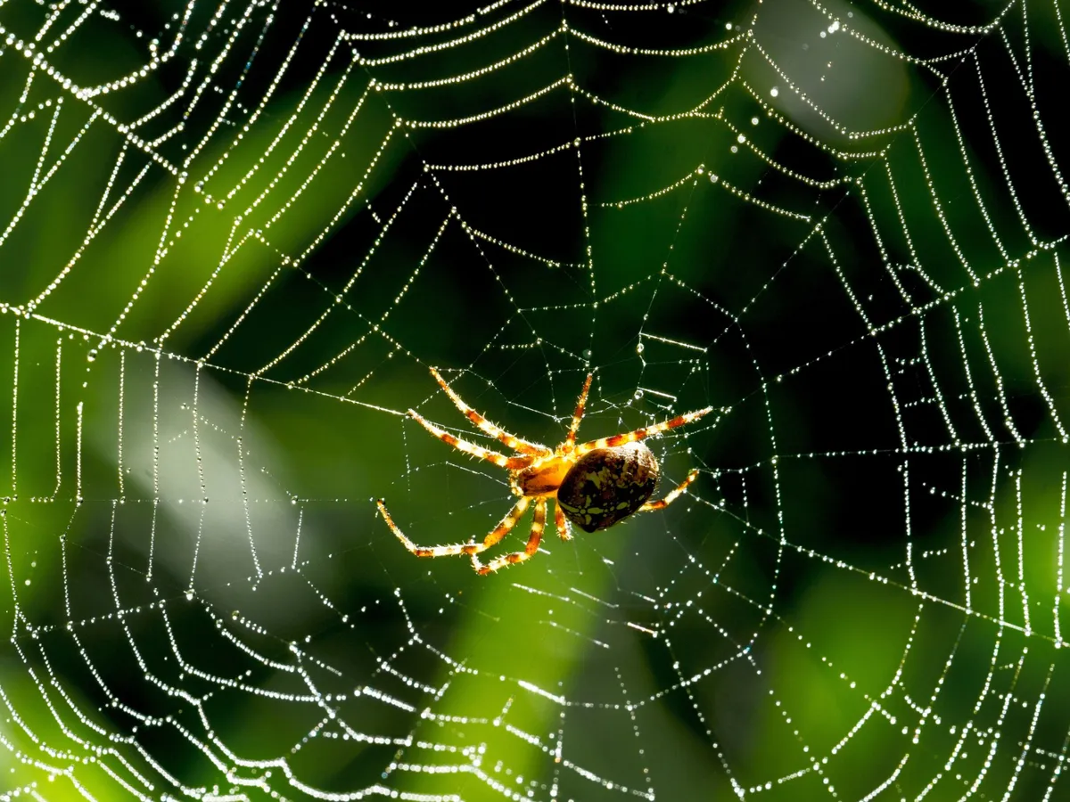 Păianjen Foto: Freepik (imagine cu rol ilustrativ)