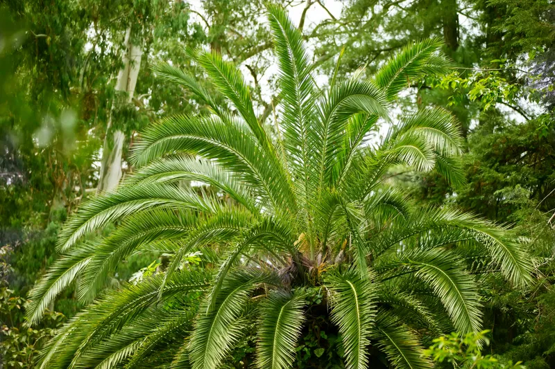Cycas Revoluta - Foto: Freepik (Imagine cu rol ilustrativ)
