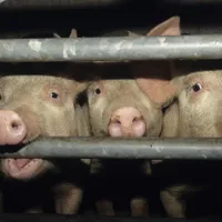 Porci - Foto: Profimedia