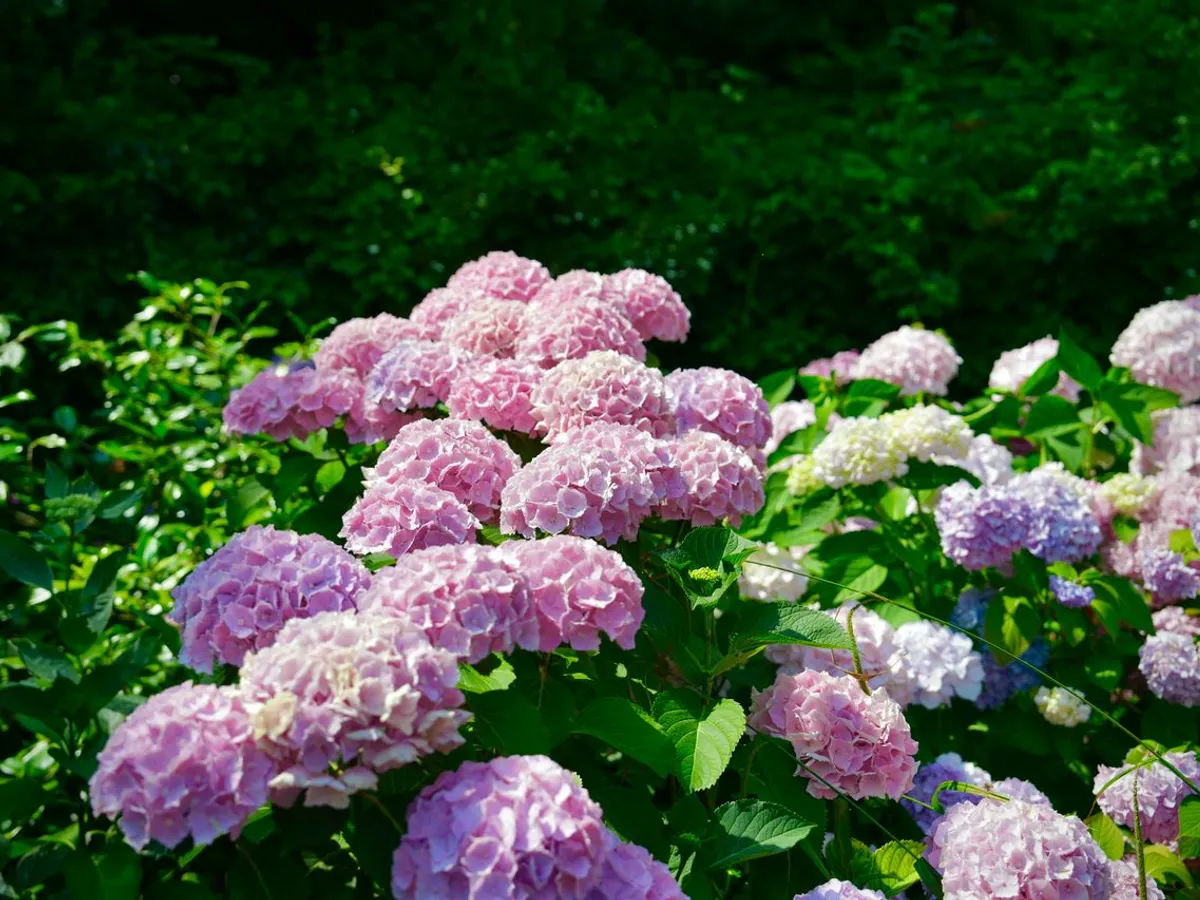 Hortensii - Foto: www.pexels.com (Imagine cu rol ilustrativ)