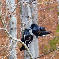 Doi corbi surprinși fiind afectuoși în Parcul Natural Bucegi - Foto: Captură video