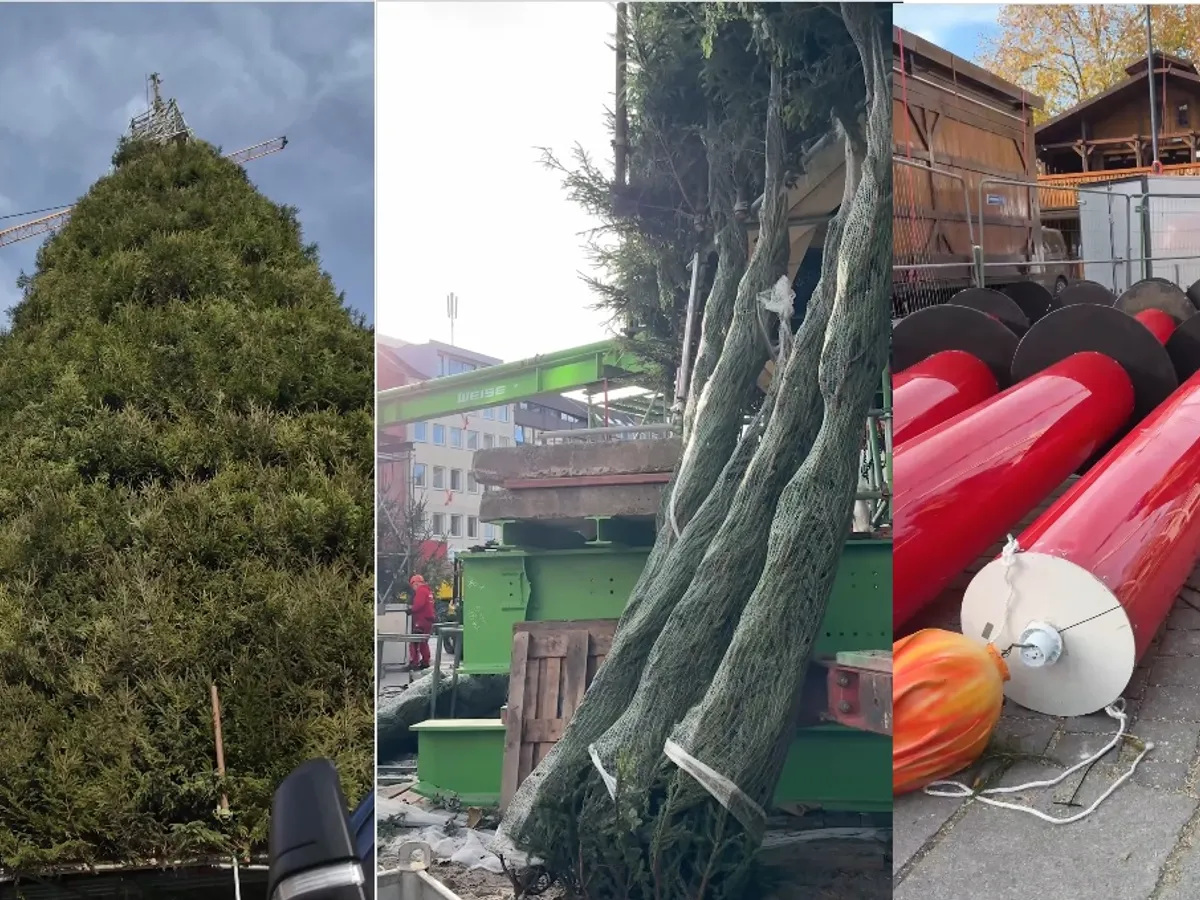 Cel mai înalt brad de Crăciun din lume. Are 45 m înălțime și e „construit” din 1.300 de molizi. Unde se află?