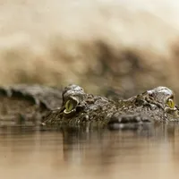 Cum arată cel mai rar crocodil din lume - Foto: Pixabay.com - cu rol ilustrativ