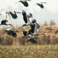 Războiul din Iran și zăpada din Africa au adus berzele înapoi în România. Păsările au oprit migrația foto: Pexels (fotografie cu caracter ilustrativ)