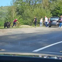 Inconștienți! Turiști la un pas să fie atacați de urs pe Transfăgărășan. Au vrut să îi ofere mâncare - Foto: Observator