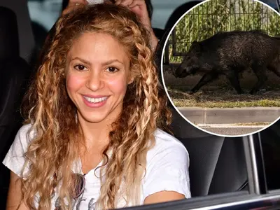 Shakira și fiul său, atacați de mistreţi într-un parc din Barcelona. Porcii i-au furat poșeta. / Foto: tassco.org