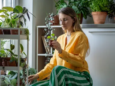 Planta care reduce stresul și purifică aerul din locuință. În China este asociată cu succesul financiar - Foto: Profimedia Images (Imagine cu rol ilustrativ)